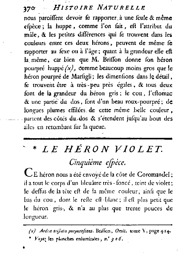 Le Héron violet.