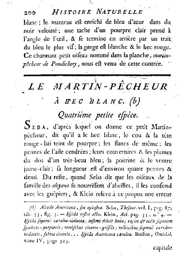 Le Martin - pêcheur à bec blanc.