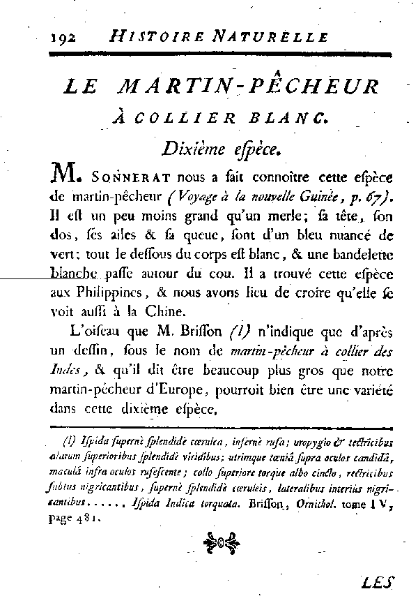 Le Martin - pêcheur à collier blanc.