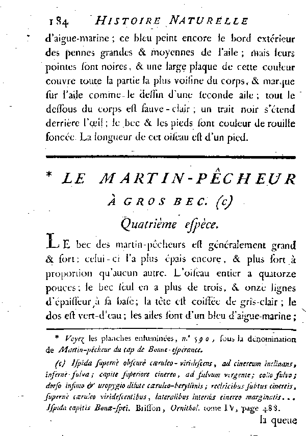 Le Martin-pêcheur à gros bec.