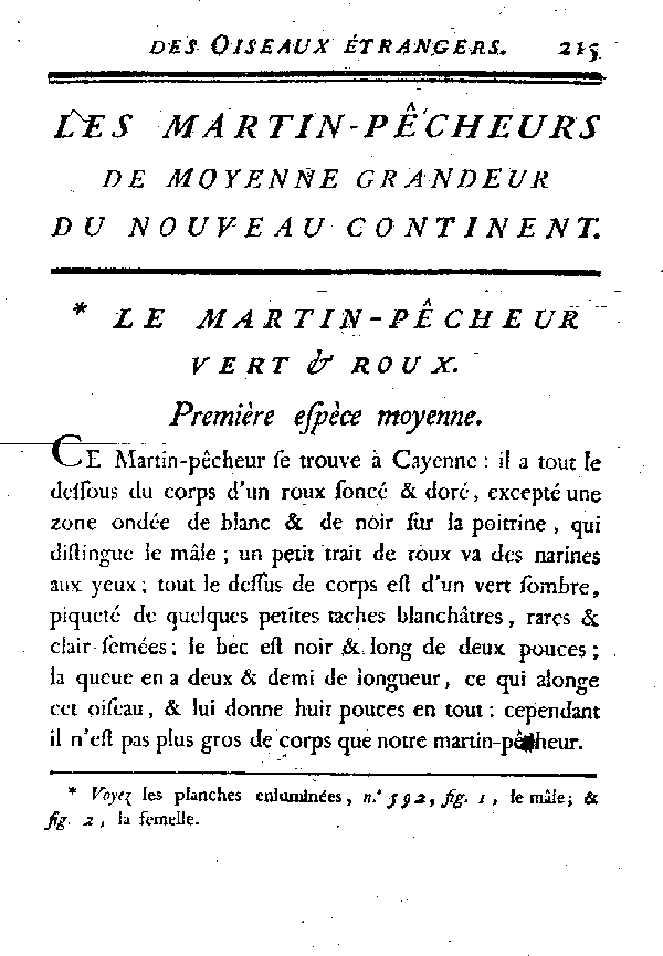 Le Martin-pêcheur vert et roux.