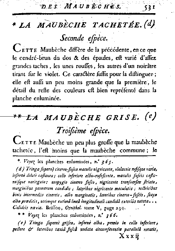 La Maubèche grise.