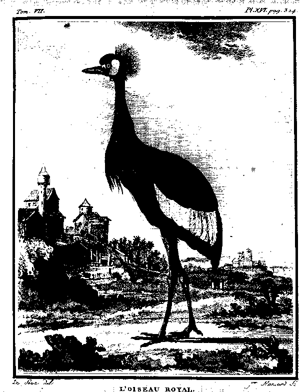 L'oiseau Royal.