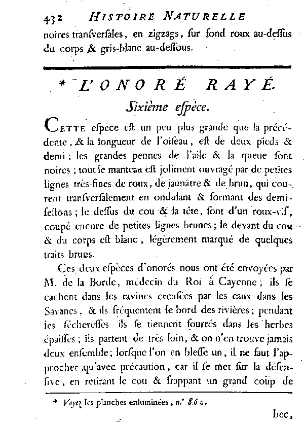 L'Onoré rayé.