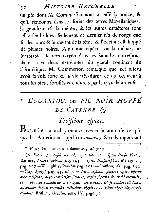 L'Ouantou ou Pic noir huppé de Cayenne.