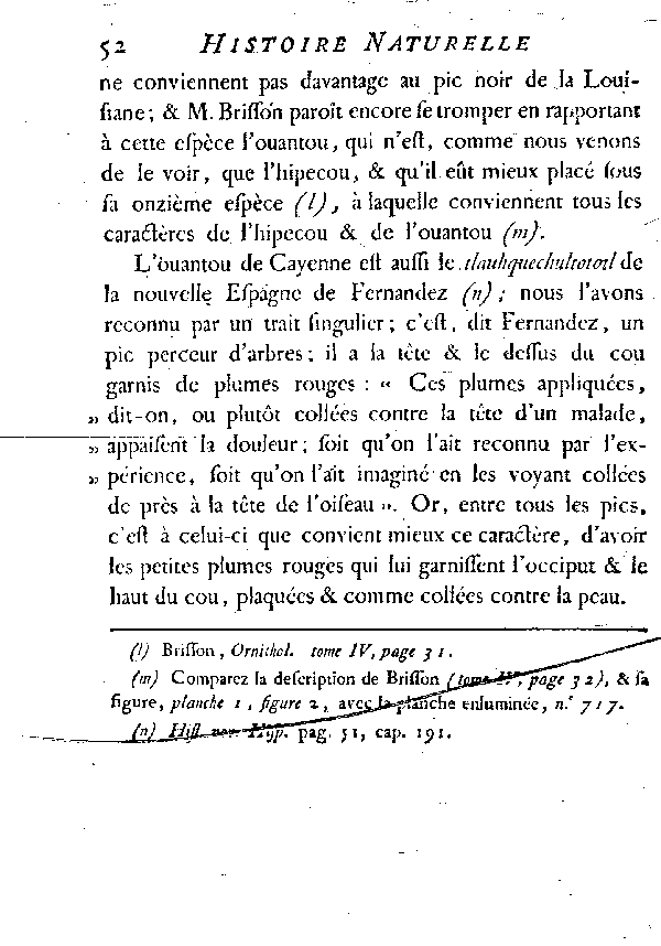 L'Ouantou ou Pic noir huppé de Cayenne.