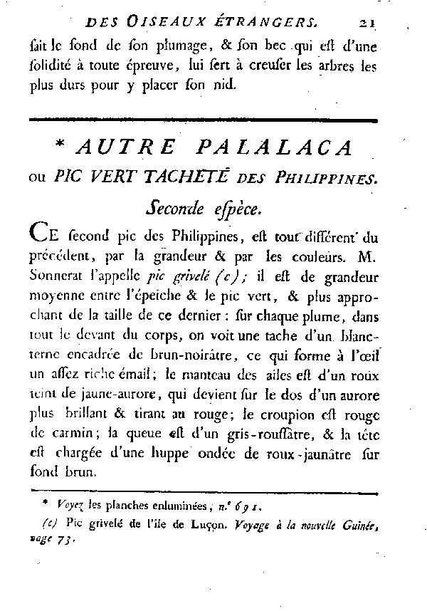 Autre Palalaca ou Pic vert tacheté des Philippines.