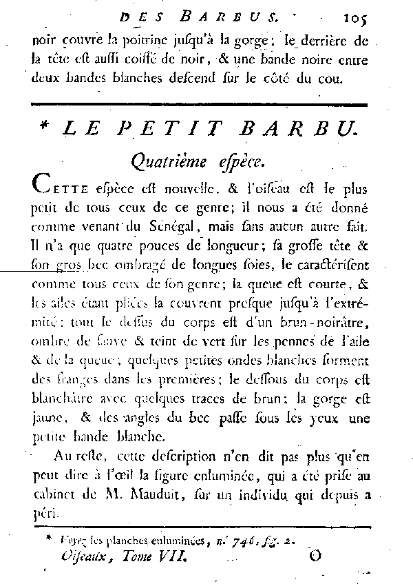 Le petit Barbu.