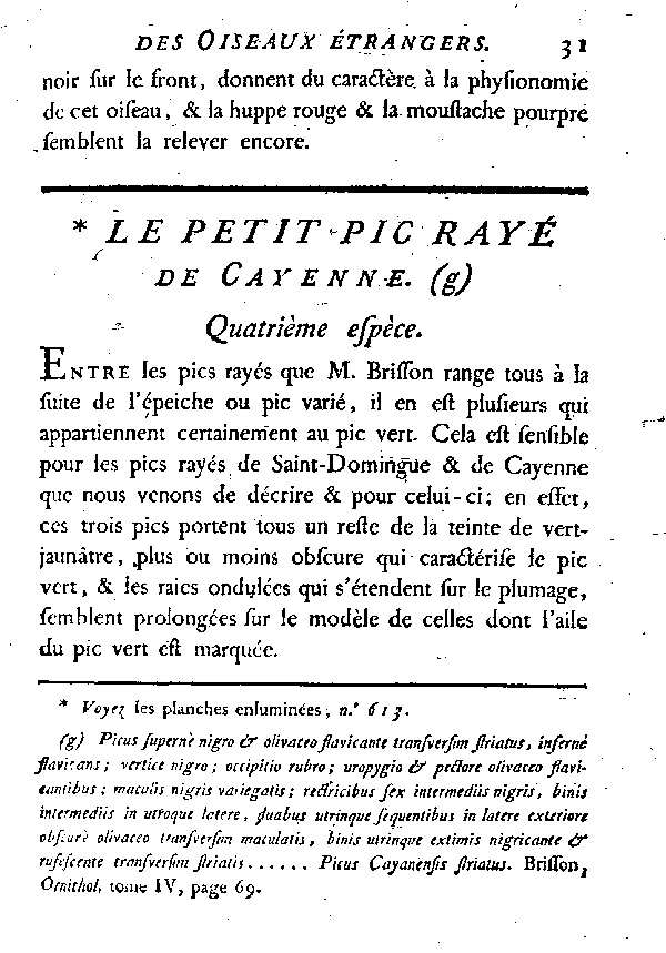 Le petit Pic rayé de Cayenne.