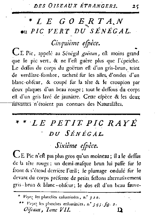 Le petit Pic rayé du Sénégal.