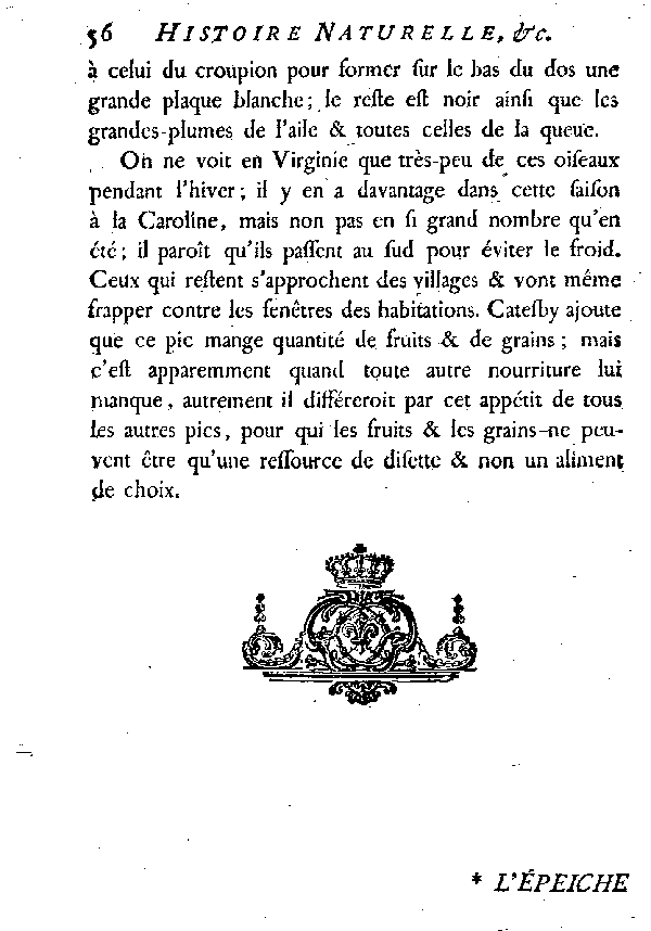 Le Pic noir à domino rouge .