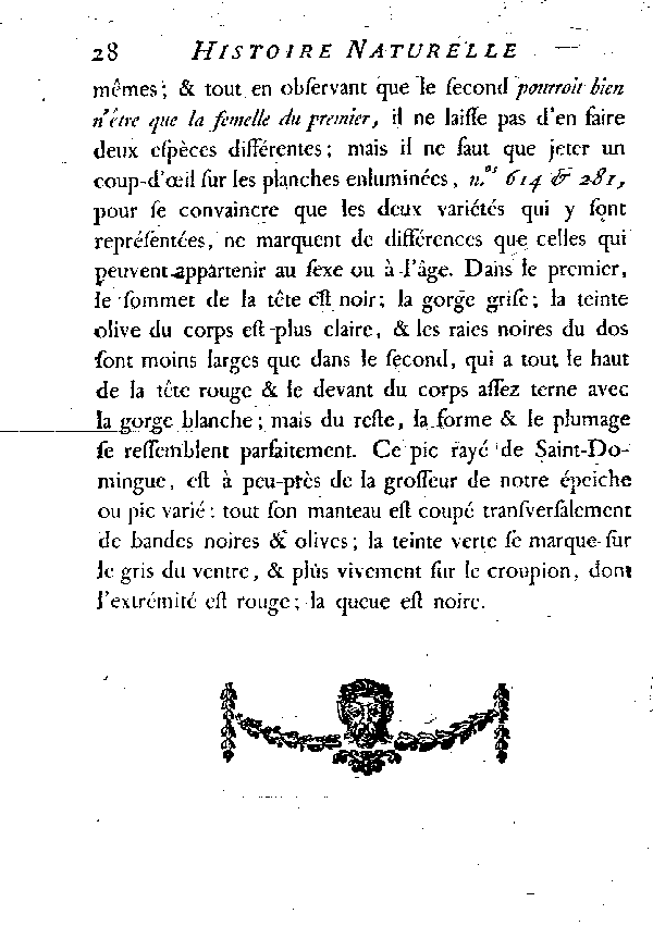 Le Pic rayé de Saint-Domingue.