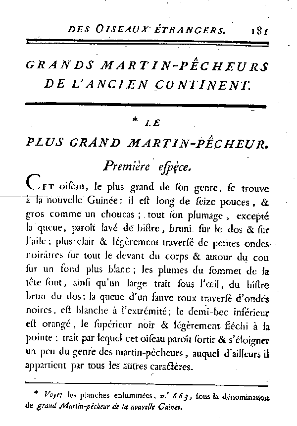 Le plus grand Martin-pêcheur.