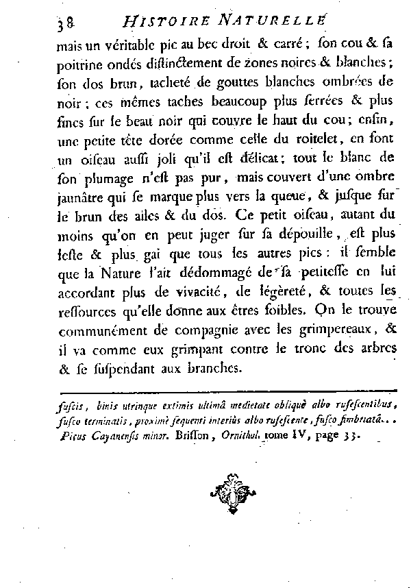 Le très-petit Pic de Cayenne.