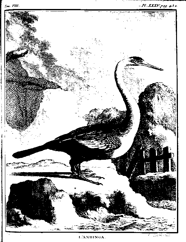 L'ANHINGA.