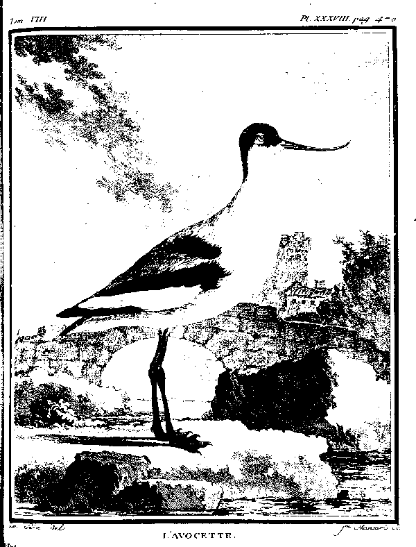 L'AVOCETTE.