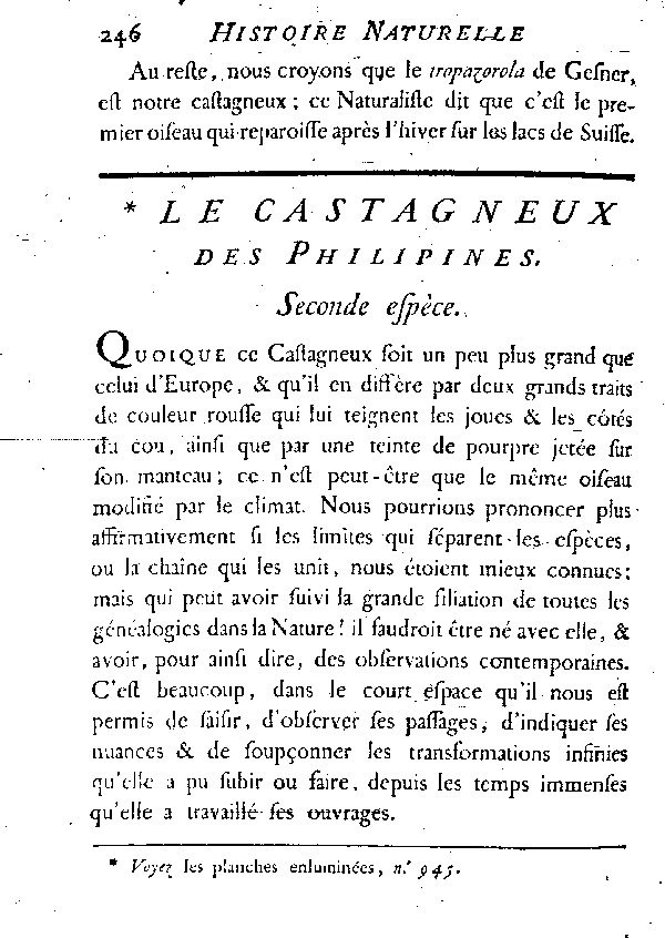 Le Castagneux des Philippines.