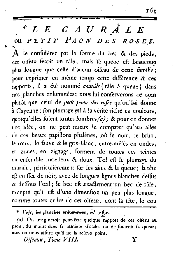 LE CAURâLE ou petit Paon des roses.