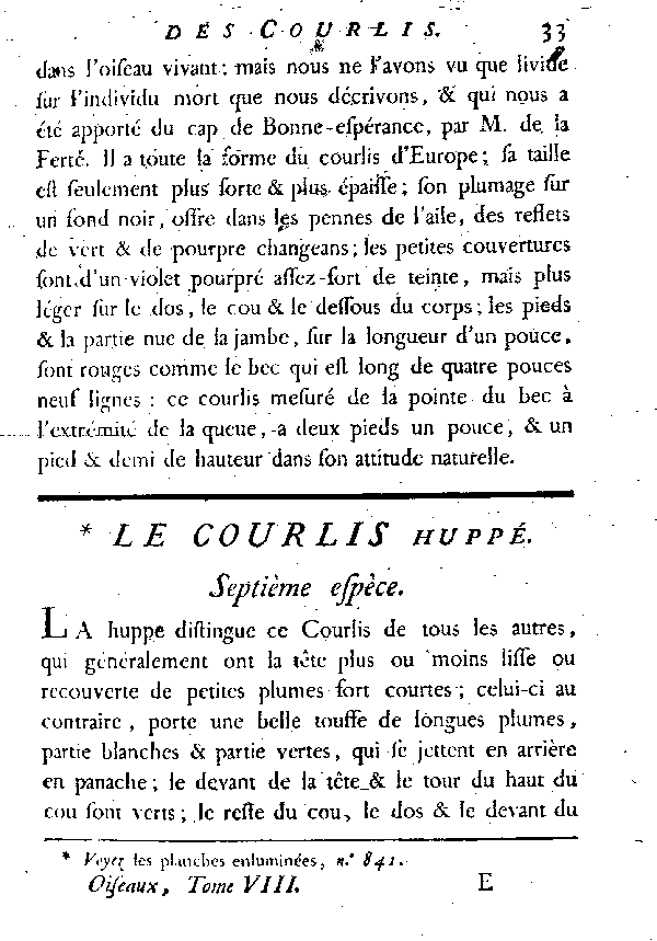 Le Courlis huppé.