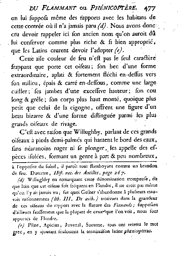 LE FLAMMANT ou LE PHéNICOPTèRE.