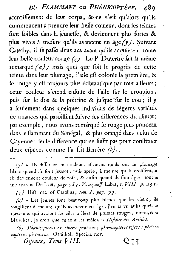 LE FLAMMANT ou LE PHéNICOPTèRE.