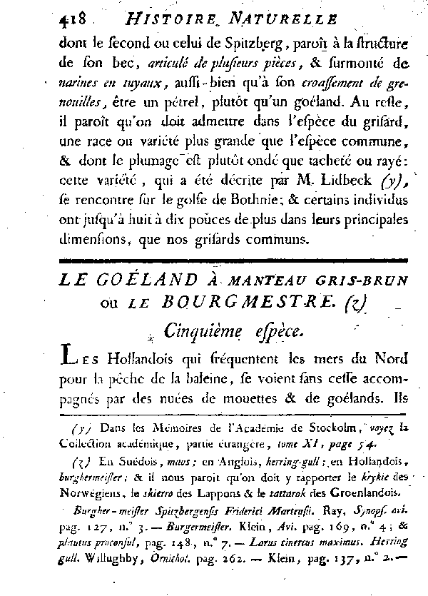 Le Goéland à manteau gris-brun ou le Bourgmestre.