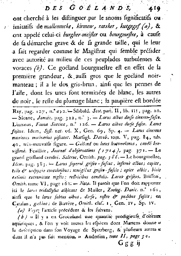 Le Goéland à manteau gris-brun ou le Bourgmestre.