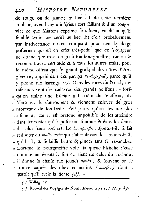 Le Goéland à manteau gris-brun ou le Bourgmestre.