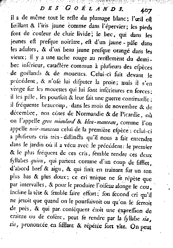 Le Goéland à manteau gris.