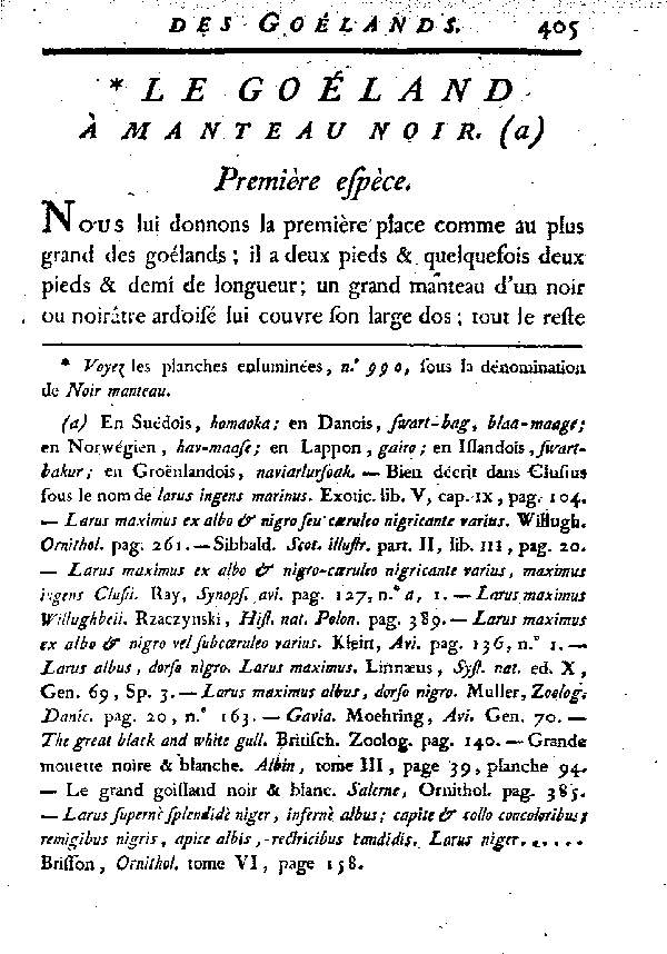 Le Goéland à manteau noir.