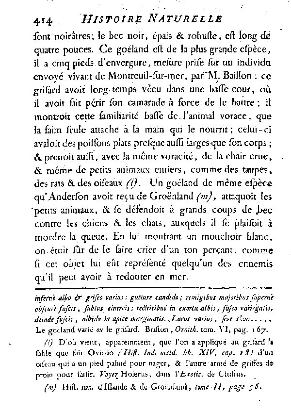 Le Goéland varié ou le Grisard.