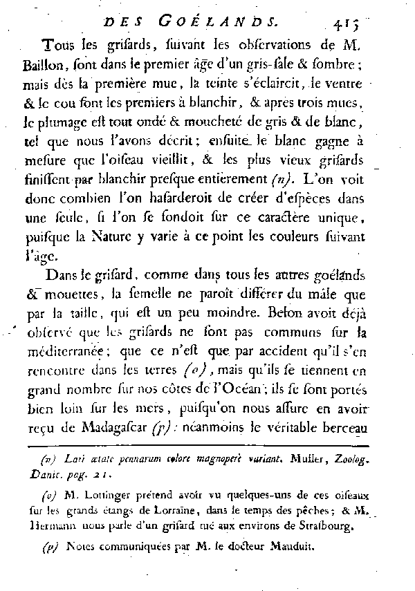 Le Goéland varié ou le Grisard.