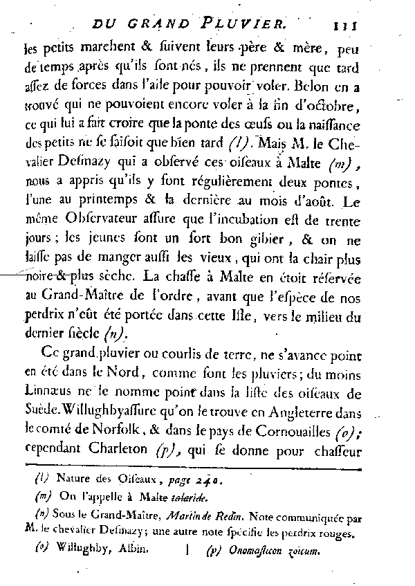 LE GRAND PLUVIER, vulgairement appelé COURLIS de terre.