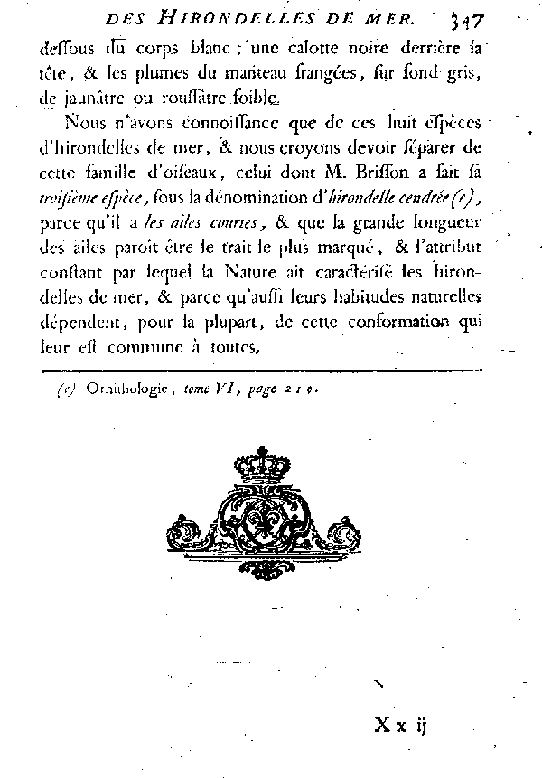 La grande Hirondelle de mer de Cayenne.