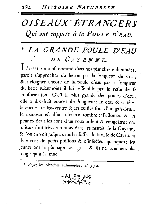 La grande Poule d'eau de Cayenne.