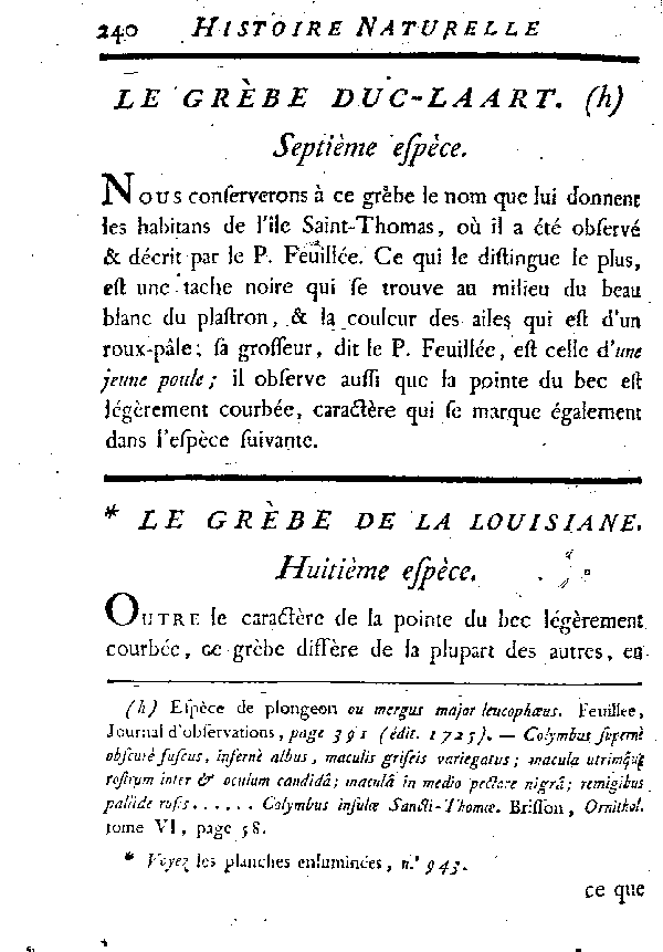 Le Grèbe de la Louisiane.