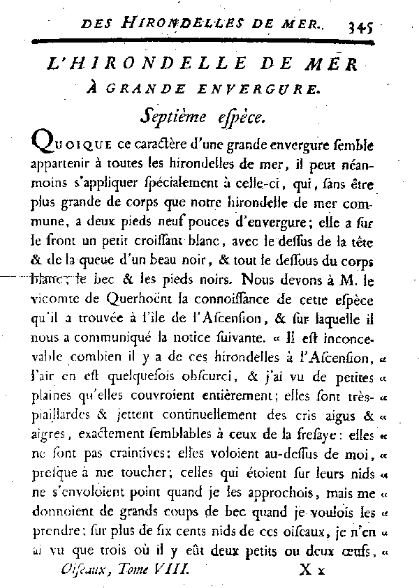 L'Hirondelle de mer à grande envergure.