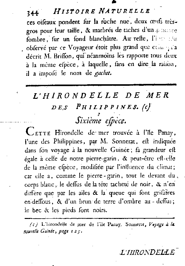 L'Hirondelle de mer des Philippines.