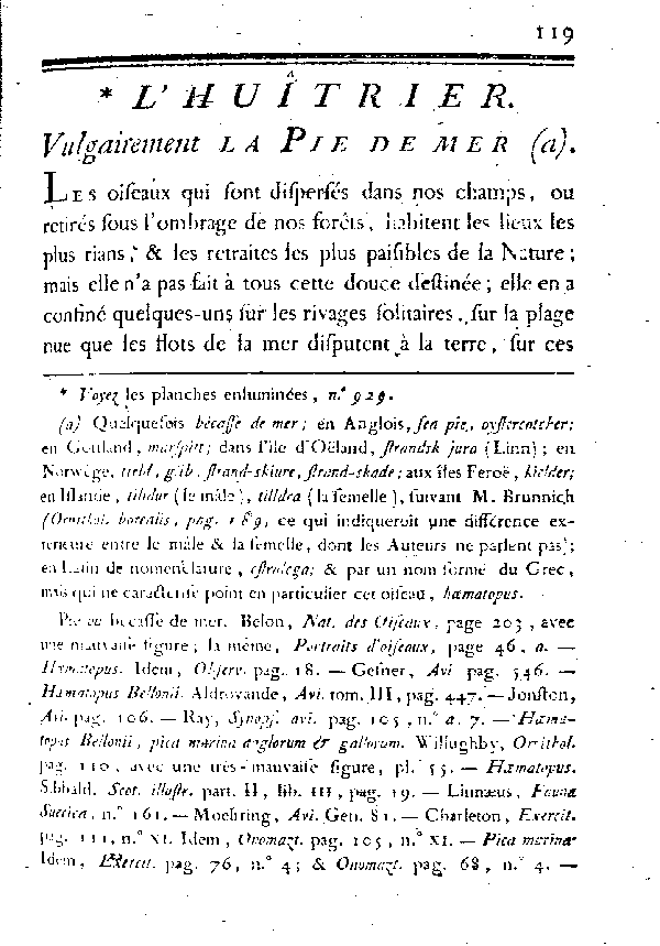 L'HUîTRIER, vulgairement la PIE DE MER.