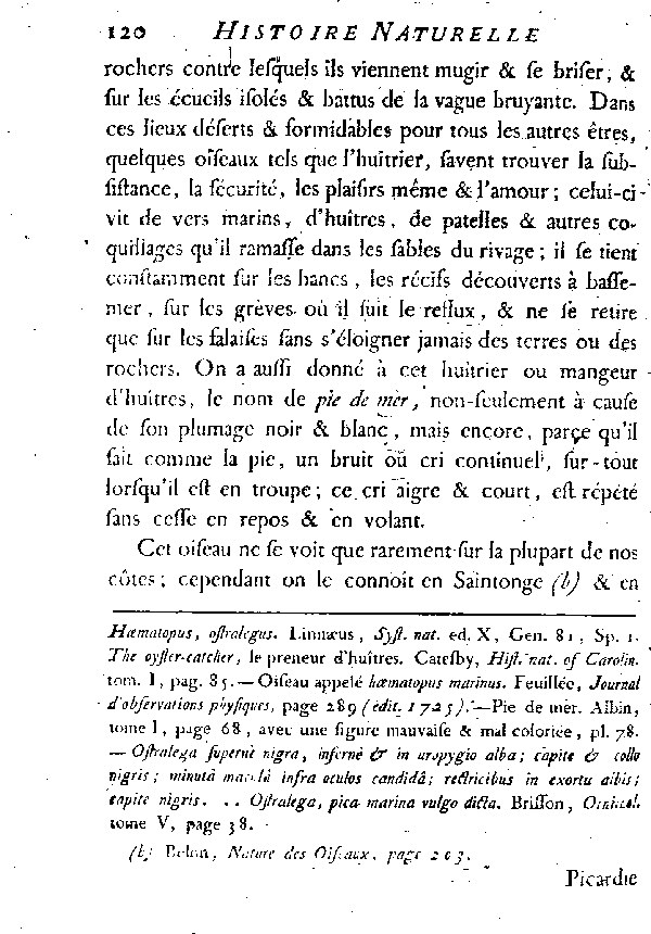 L'HUîTRIER, vulgairement la PIE DE MER.