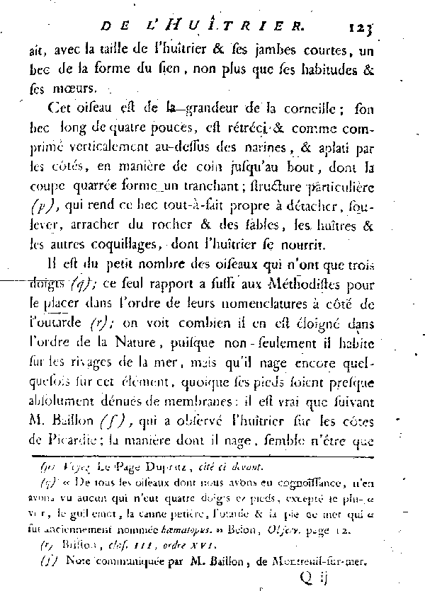 L'HUîTRIER, vulgairement la PIE DE MER.