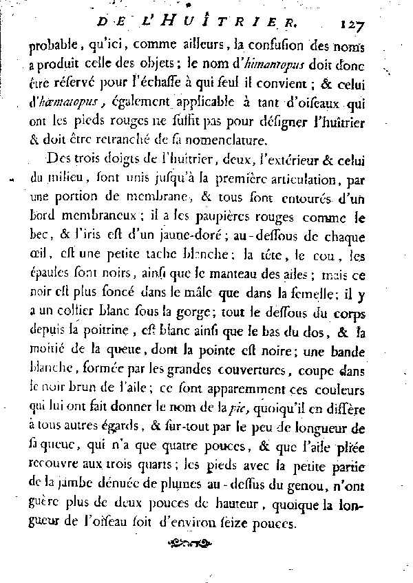 L'HUîTRIER, vulgairement la PIE DE MER.