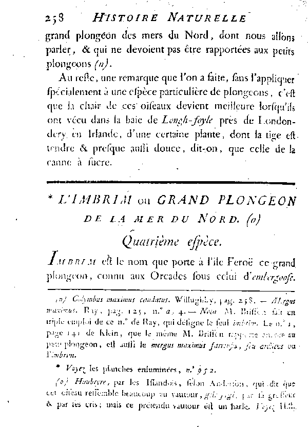 L'Imbrim ou grand Plongeon de la mer du Nord.