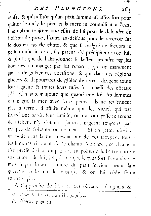 Le Lumme ou petit Plongeon de la mer du Nord.