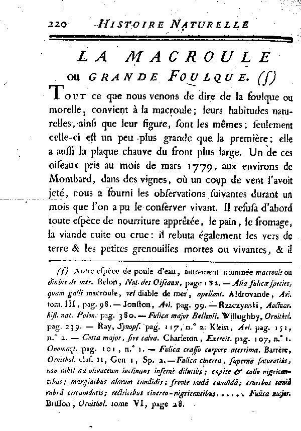 La Macroule ou la grande Foulque.