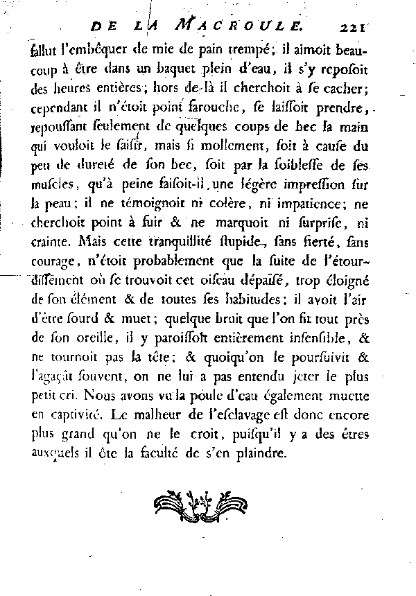 La Macroule ou la grande Foulque.