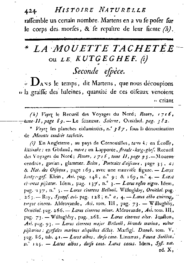 La Mouette tachetée ou le Kutgeghef.