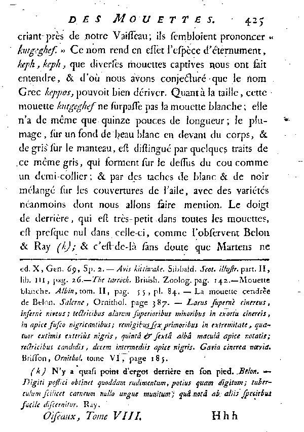 La Mouette tachetée ou le Kutgeghef.