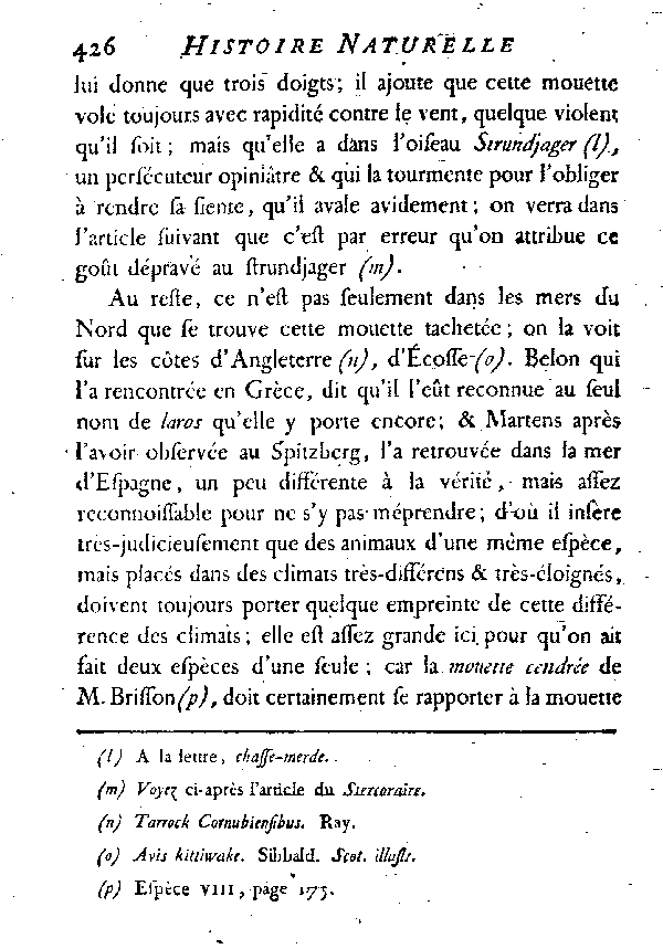 La Mouette tachetée ou le Kutgeghef.