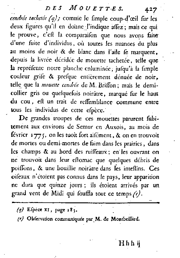 La Mouette tachetée ou le Kutgeghef.